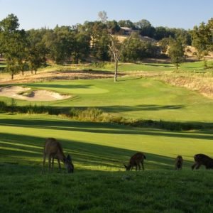 Play a round of golf on challenging courses with stunning Sierra Nevada views!